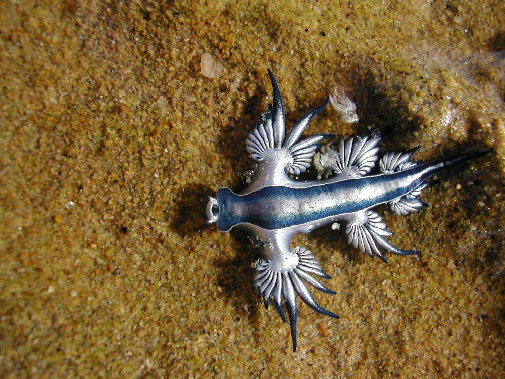 ilustrasi naga biru (flickr.com/Kehan Harman)