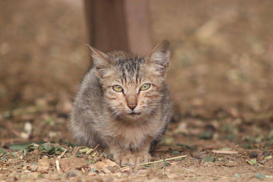 ilustrasi kucing berak (pexels.com/Dr Photographer)