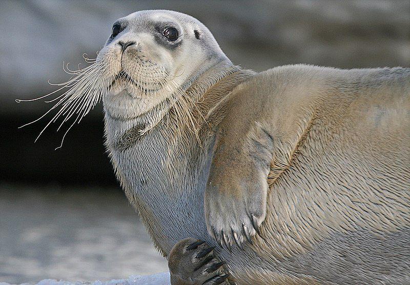 6 Fakta Anjing Laut Berjanggut, Bergantung pada Bongkahan Es!