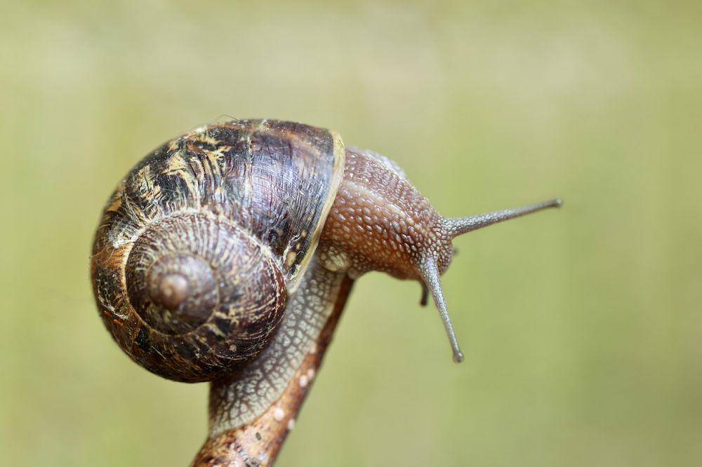 ilustrasi siput (pixabay.com/Nennieinszweidrei)