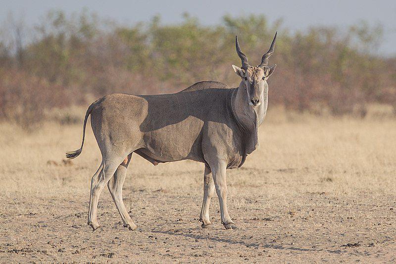 6 Fakta Eland, Spesies Antelope dengan Ukuran Terbesar di Dunia