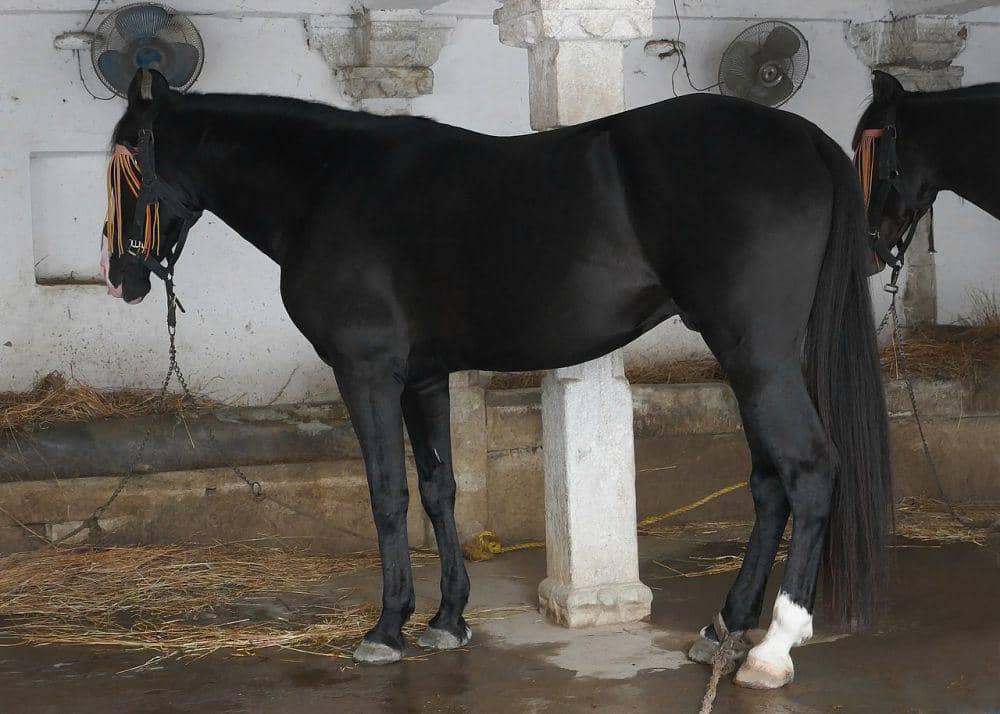 5 Fakta Marwari, Kuda yang Dapat Bertahan di Iklim Gurun Keras