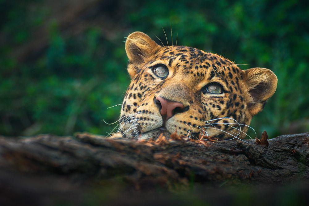 5 Hewan Predator yang Ada di Pulau Jawa, Sering Masuk Area Pemukiman!