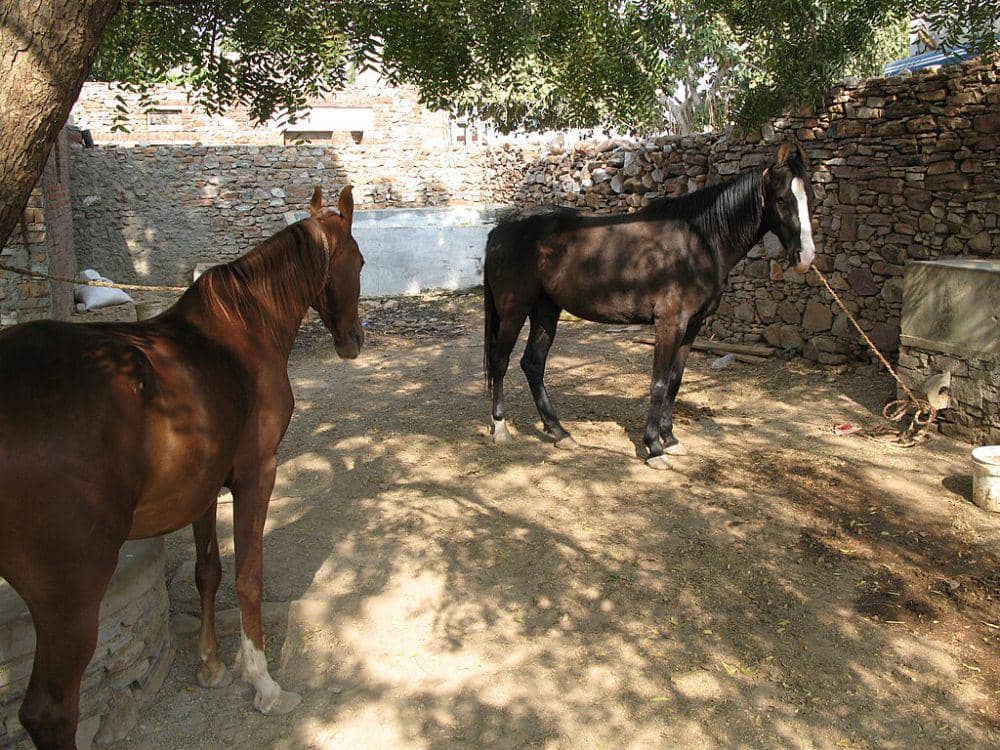 Kuda marwari (commons.wikimedia.org/Christopher Macsurak)