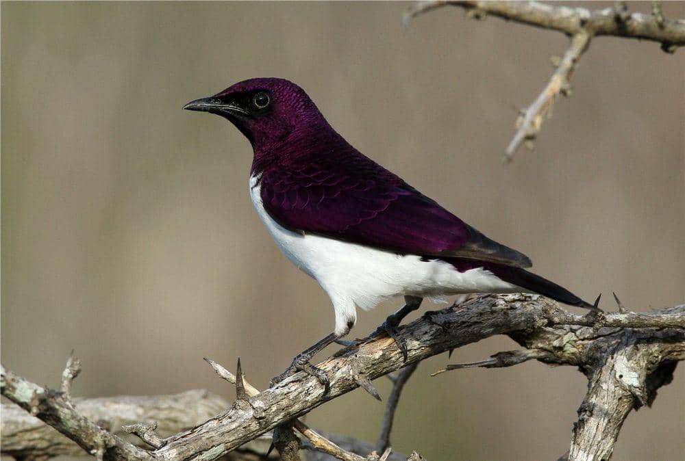 ilustrasi jalak punggung ungu (flickr.com/Nick Dean)