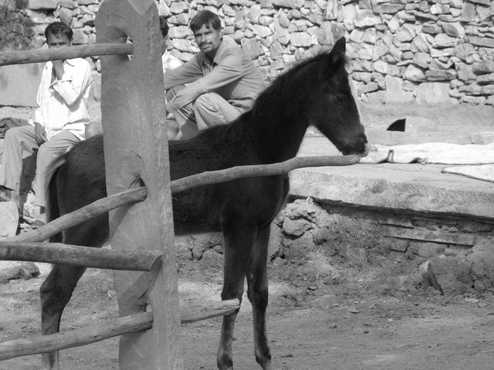 Kuda marwari (commons.wikimedia.org/Christopher Macsurak)