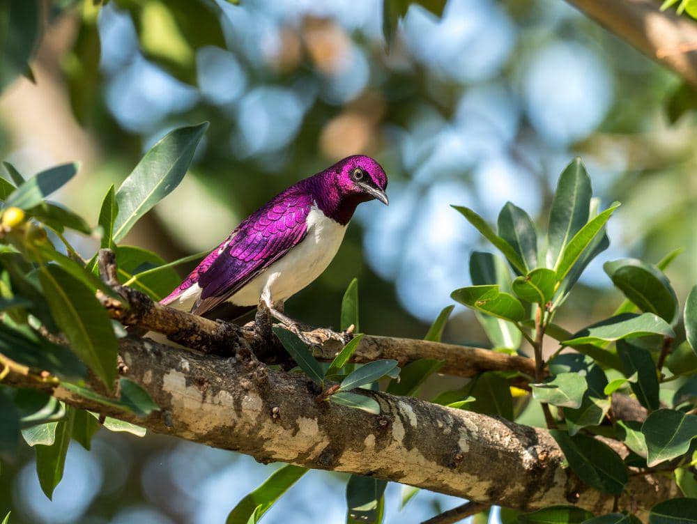 ilustrasi jalak punggung ungu (flickr.com/jaffles)