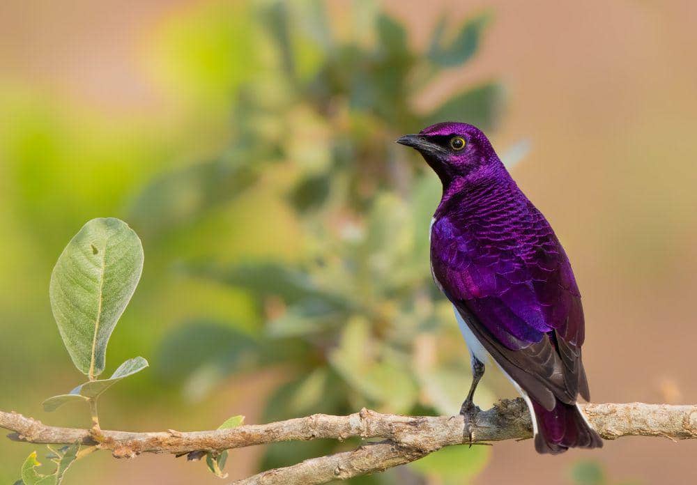 ilustrasi jalak punggung ungu (flickr.com/stefano romei)