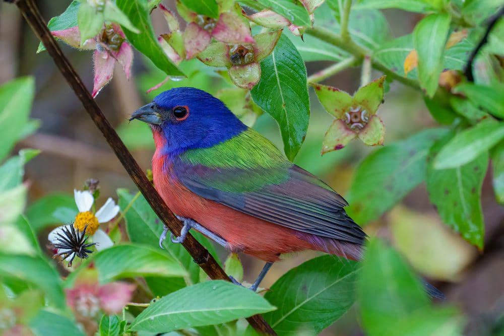 ilustrasi painted bunting (flickr.com/David Hess)