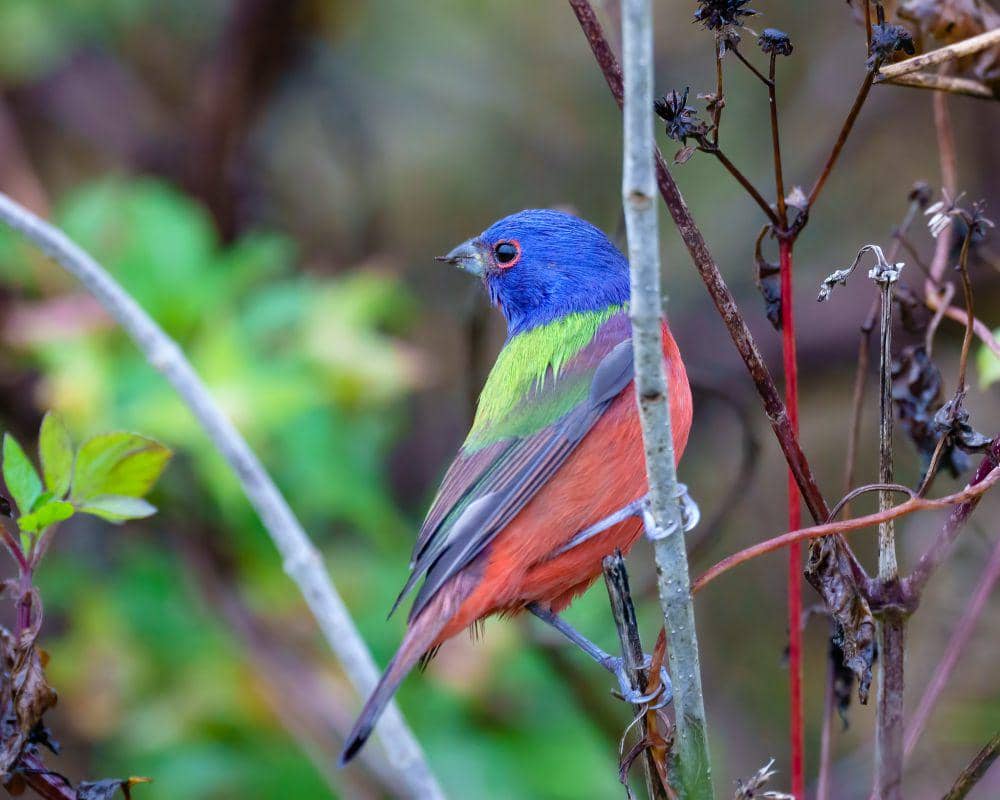 ilustrasi painted bunting (flickr.com/David Hess)