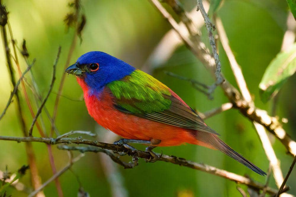 5 Fakta Menarik Painted Bunting, Memiliki Warna yang Menakjubkan!