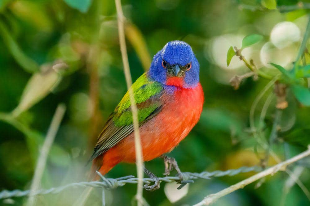 ilustrasi painted bunting (flickr.com/David Hess)