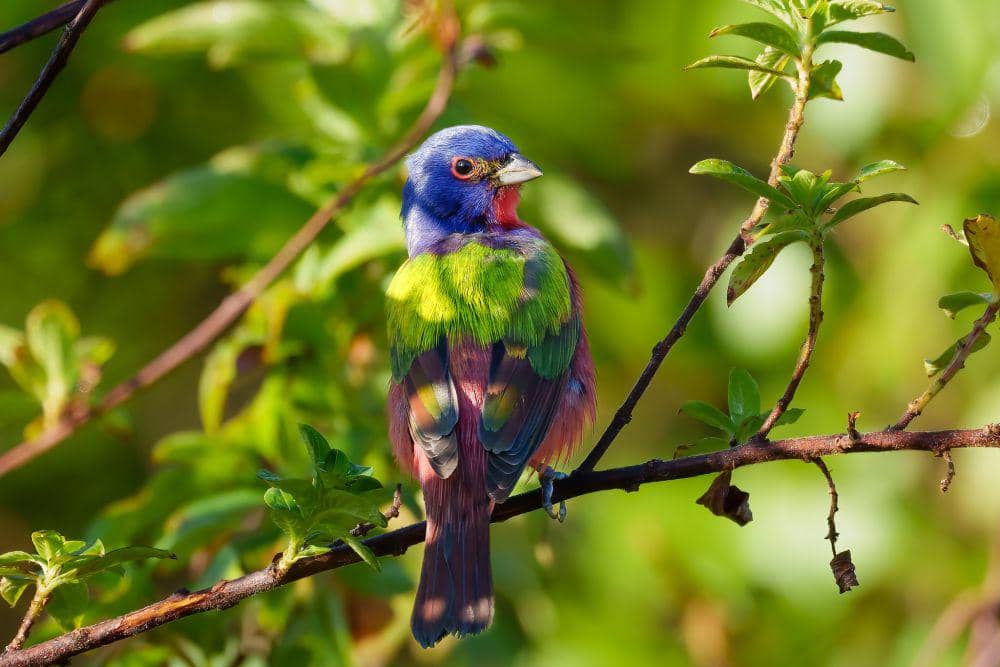 ilustrasi painted bunting (flickr.com/David Hess)