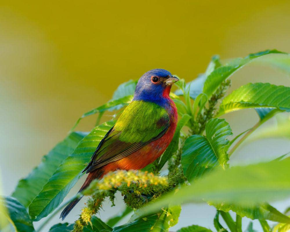 ilustrasi painted bunting (flickr.com/David Hess)