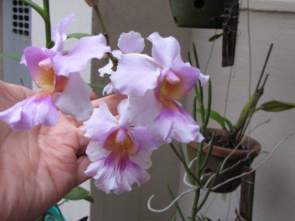 ilustrasi anggrek vanda miss joaquim (flickr.com/Micro-orquídeas RM)
