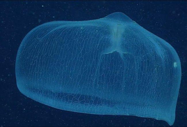 5 Fakta Ubur-ubur Deepstaria, Spesies Laut Dalam yang Misterius