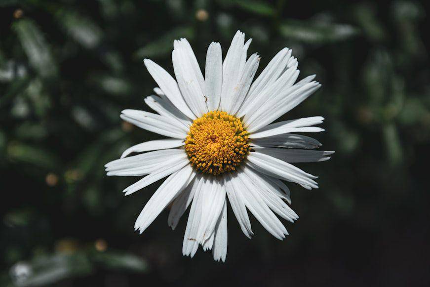 ilustrasi chamomile (unsplash.com/Ivan Lopatin)