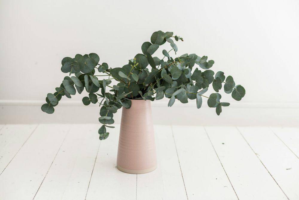 ilustrasi eucalyptus (unsplash.com/alexlvrs)