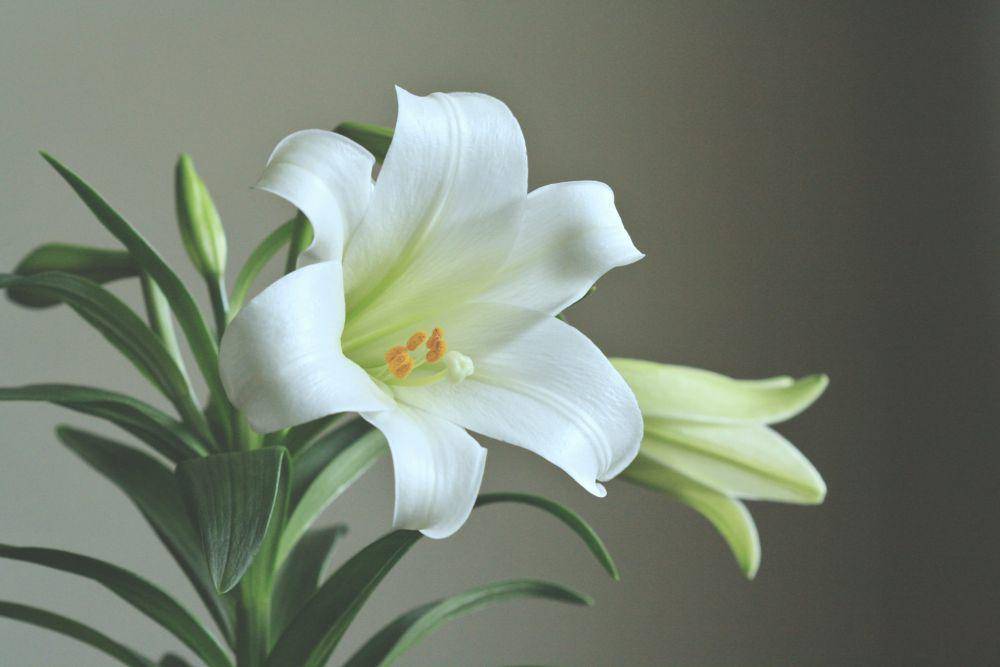 ilustrasi peace lily (unsplash.com/ashleew)