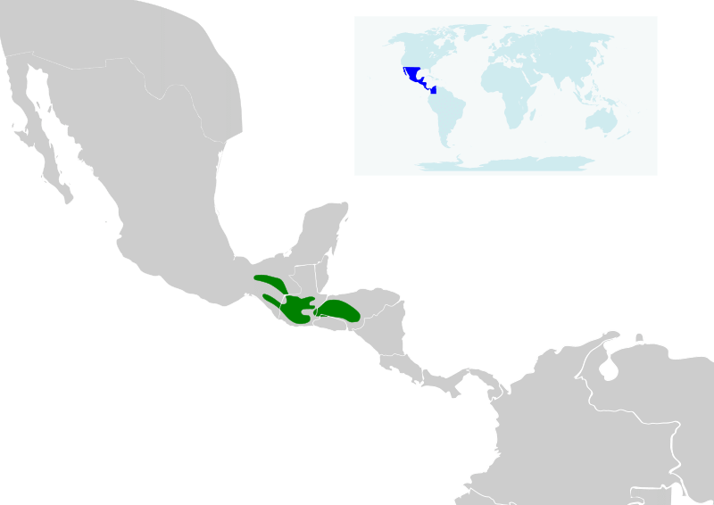 ilustrasi peta persebaran kolibri tenggorokan anggur (commons.wikimedia.org/Cephas)