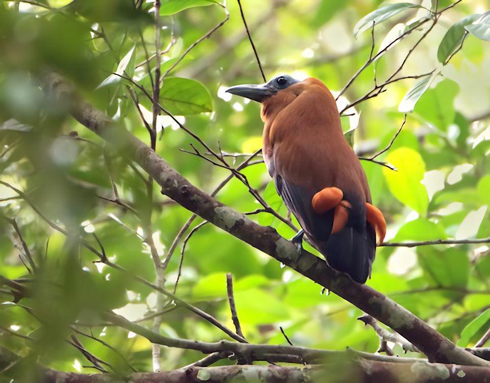 Termasuk spesies yang dilindungi (ebird.org/Anselmo d'Affonseca)