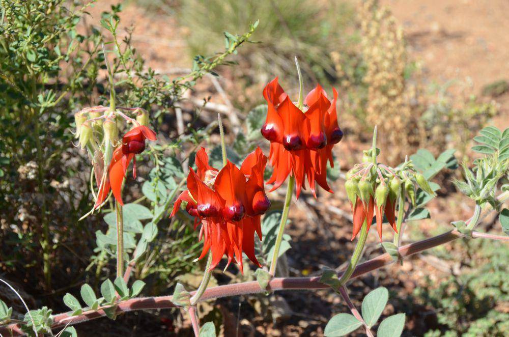 Sturt's desert pea (pixabay.com/Penny)