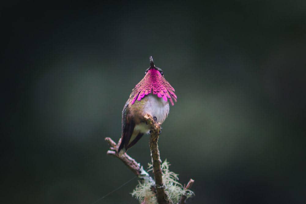5 Fakta Kolibri Tenggorokan Anggur, Warna Bulunya Sangat Menawan