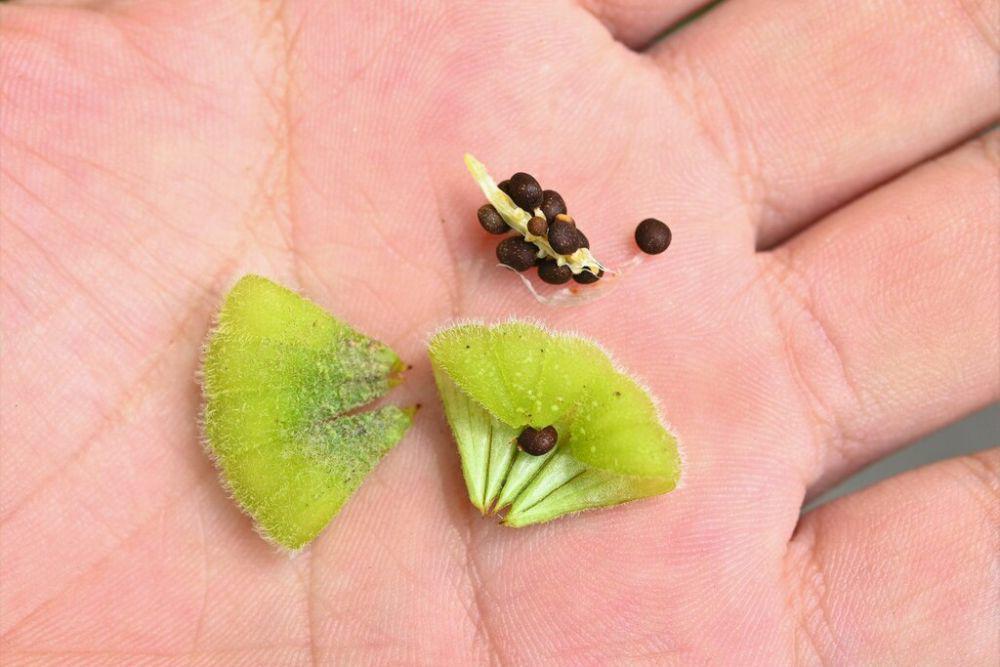 Buah dan biji pacar air (inaturalist.org/ gbno)