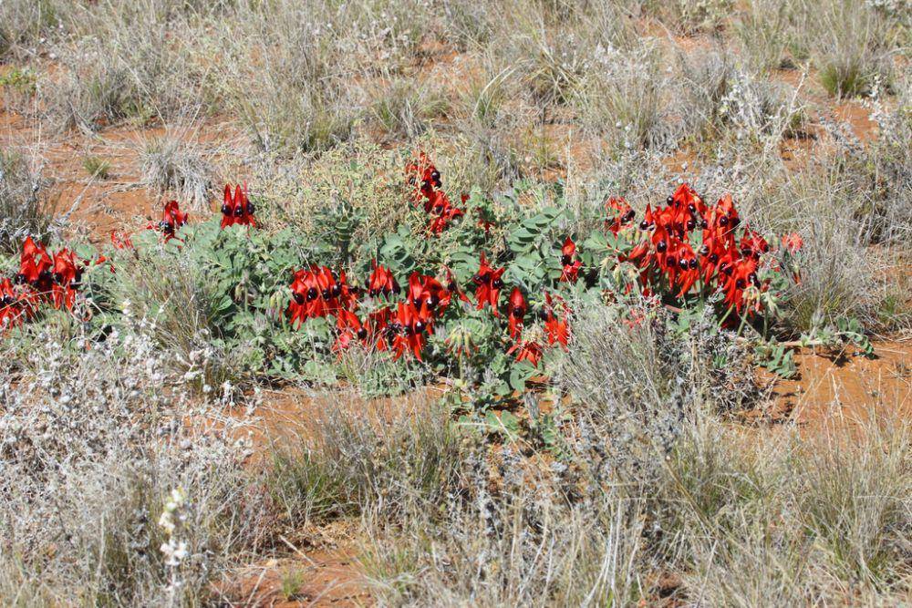Sturt's desert pea (inaturalist.org/Richard Fuller)