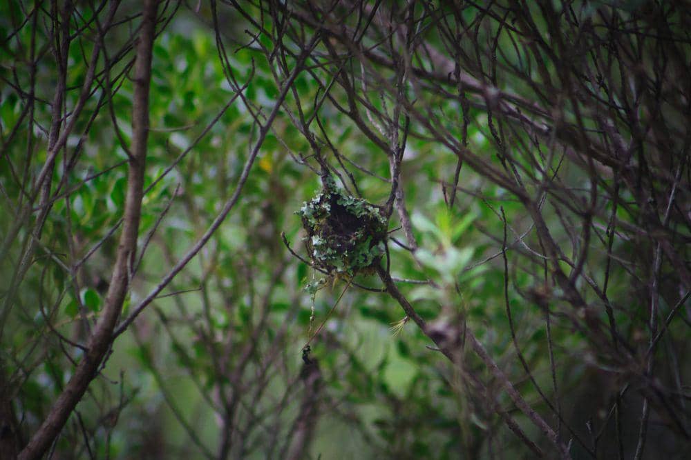 potret sarang dari kolibri tenggorokan anggur (inaturalist.org/Abraham Alejandro Gómez Landero)