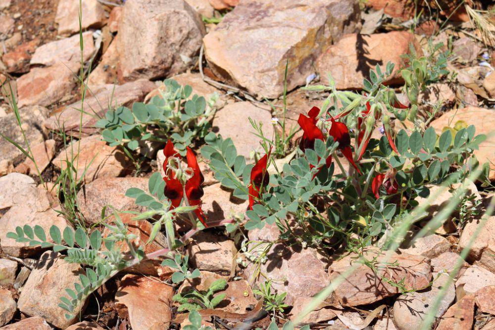 Sturt's desert pea (inaturalist.org/Jess Miller-Camp)