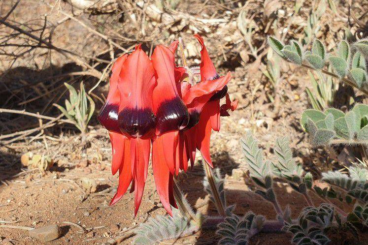 Sturt's desert pea (inaturalist.org/Max Tibby)