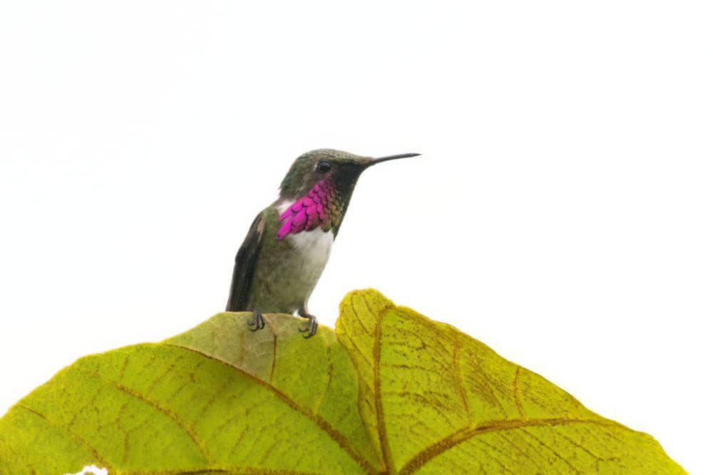 potret kolibri tenggorokan anggur yang bersantai di atas daun (inaturalist.org/Adam Jackson)