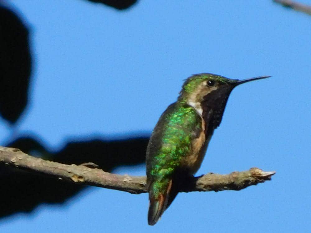 potret kolibri tenggorokan anggur yang punya bulu berwarna lebih polos (inaturalist.org/Fernando Bautista)