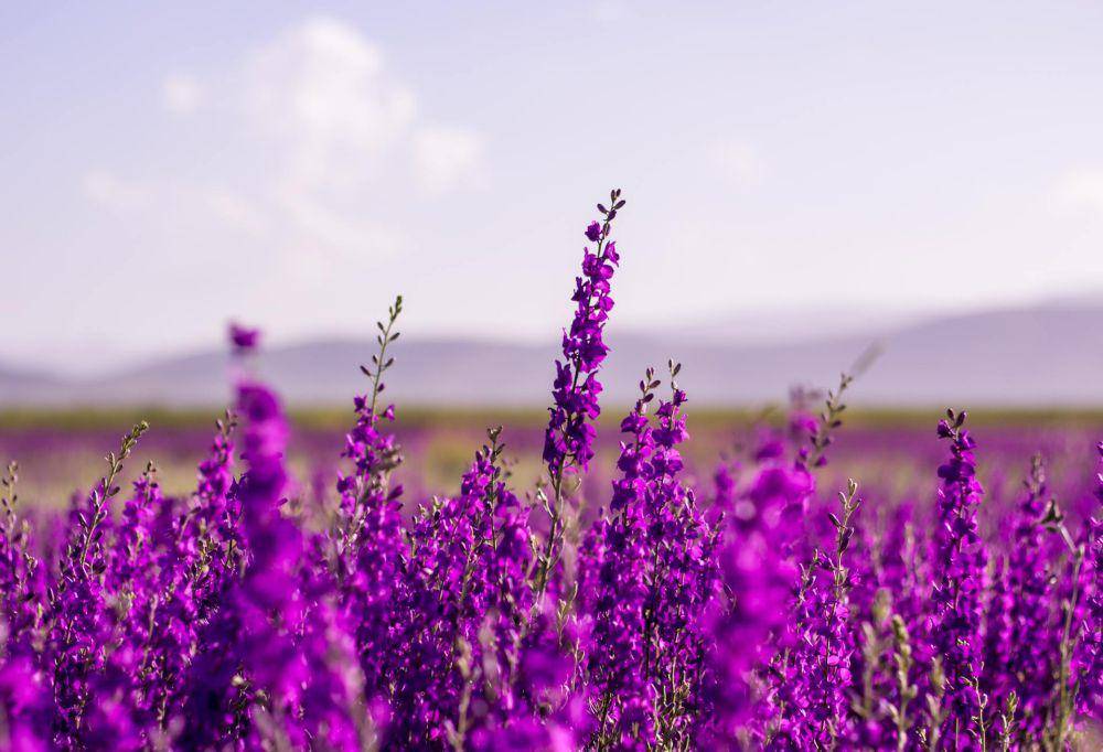 ilustrasi lavender (pexels.com/berkan-kucukgul)