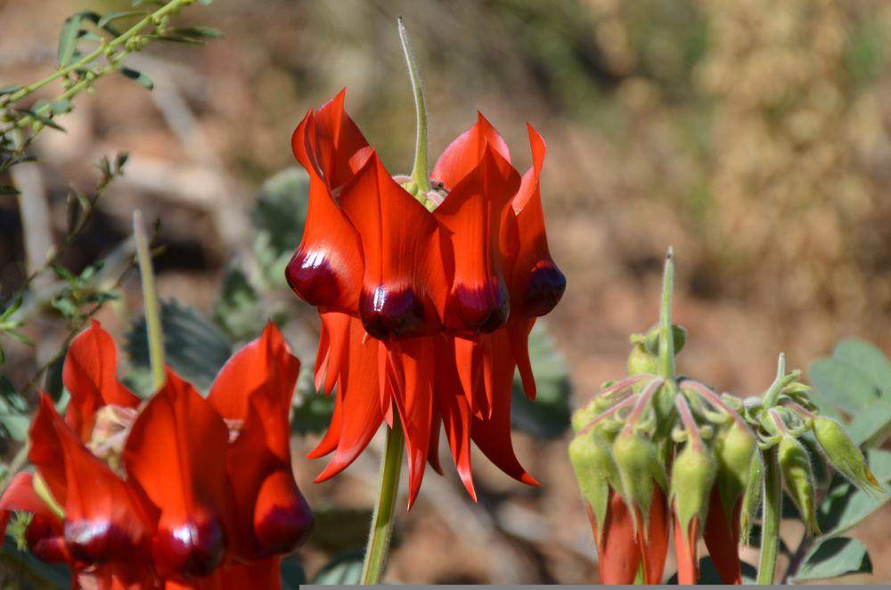 Sturt's desert pea (pixabay.com/Penny)