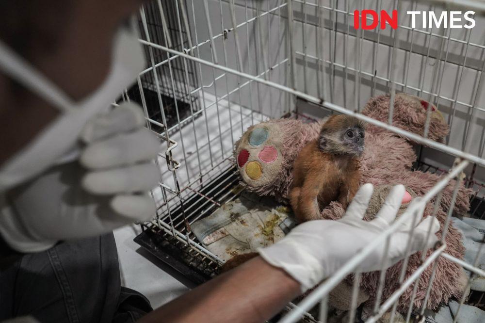 Dua Penjual Lutung dan Kukang Api Dituntut 42 Bulan Penjara
