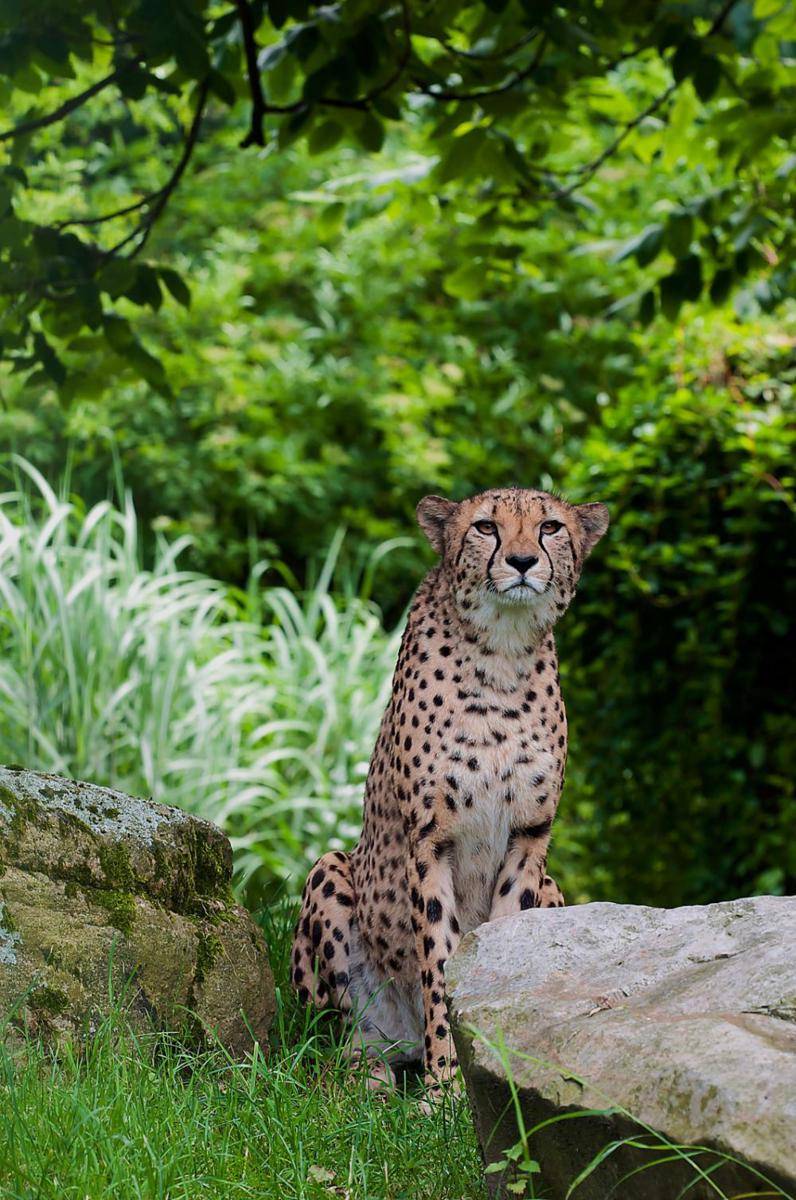 Ilustrasi cheetah (pexels.com/ Pixabay)