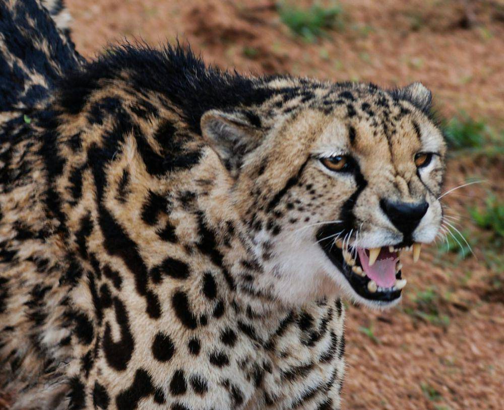Ilustrasi cheetah (pexels.com/ Frans Van Heerden)