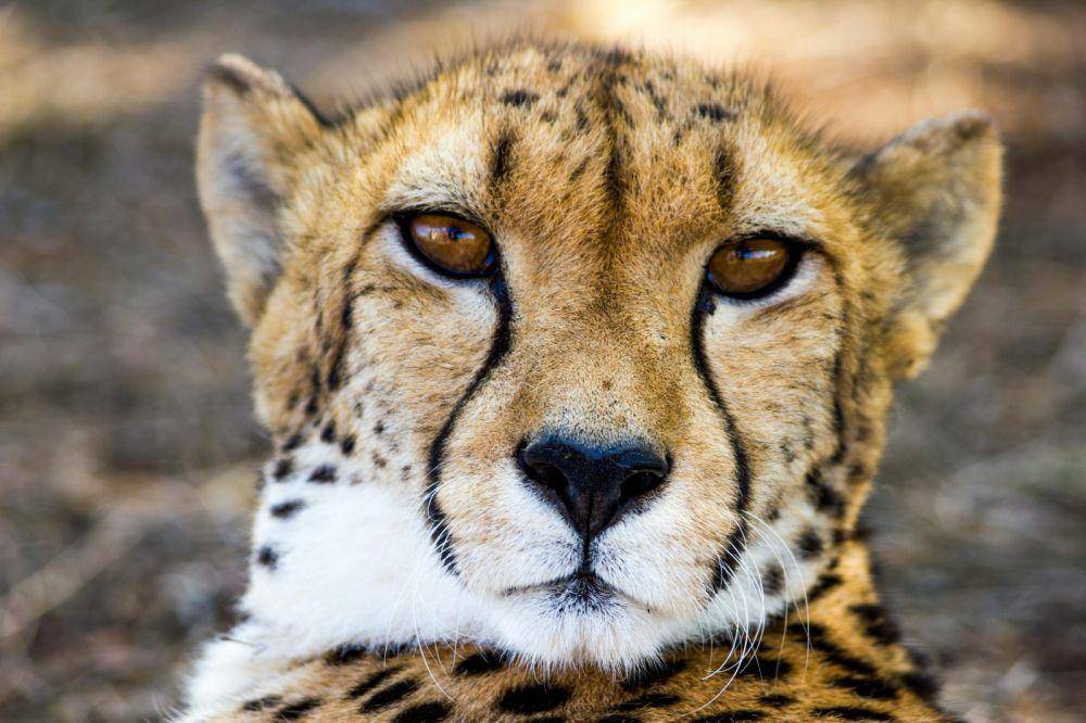 Ilustrasi cheetah (pexels.com/ Piet Bakker)