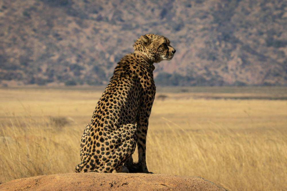 Ilustrasi cheetah (pexels.com/ Magda Ehlers)
