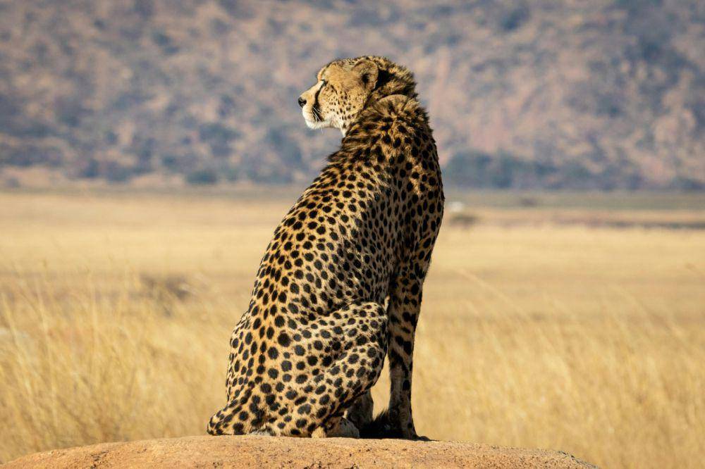 Ilustrasi cheetah (pexels.com/ Magda Ehlers)