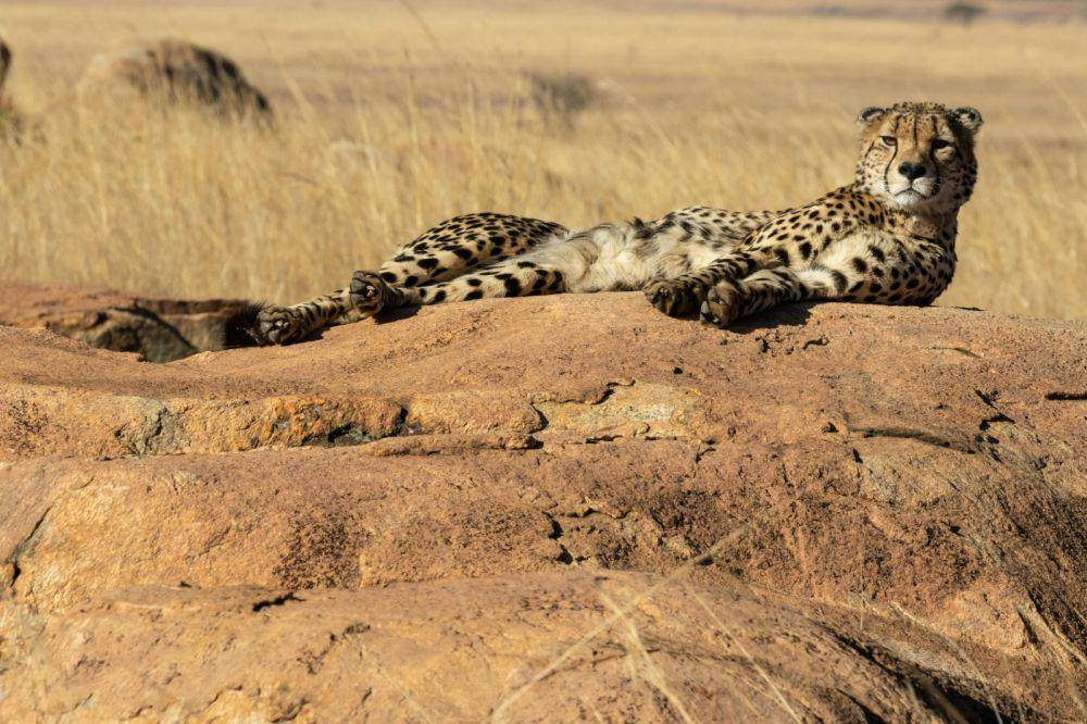 Ilustrasi cheetah (pexels.com/ Magda Ehlers)