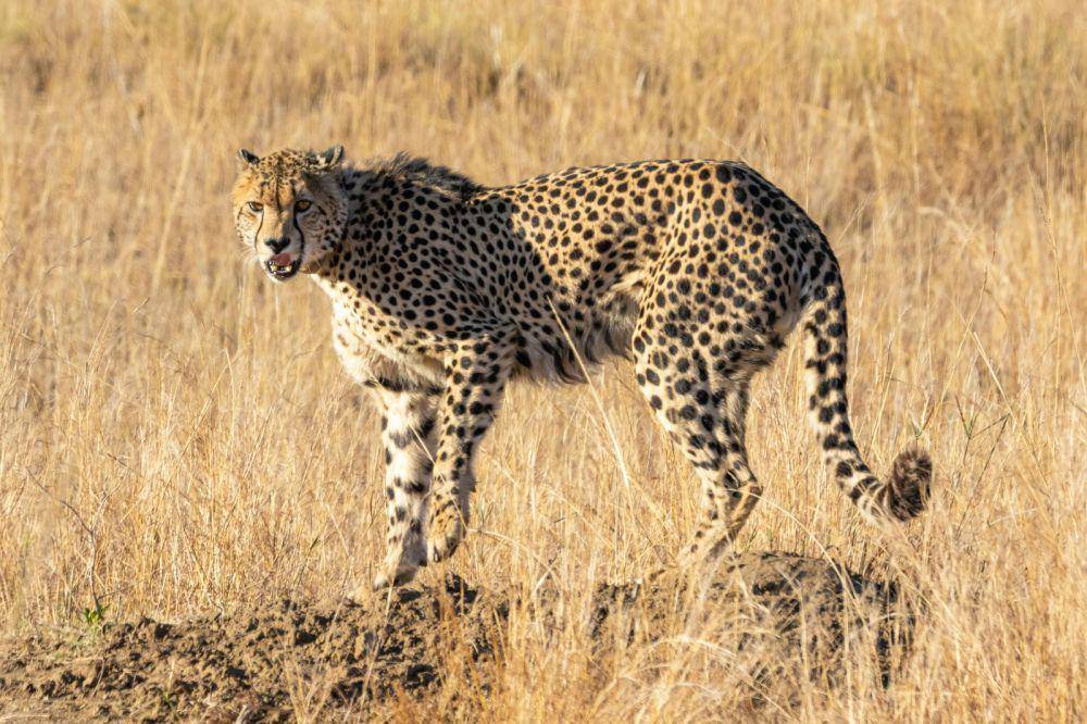 Ilustrasi cheetah (pexels.com/ Magda Ehlers)