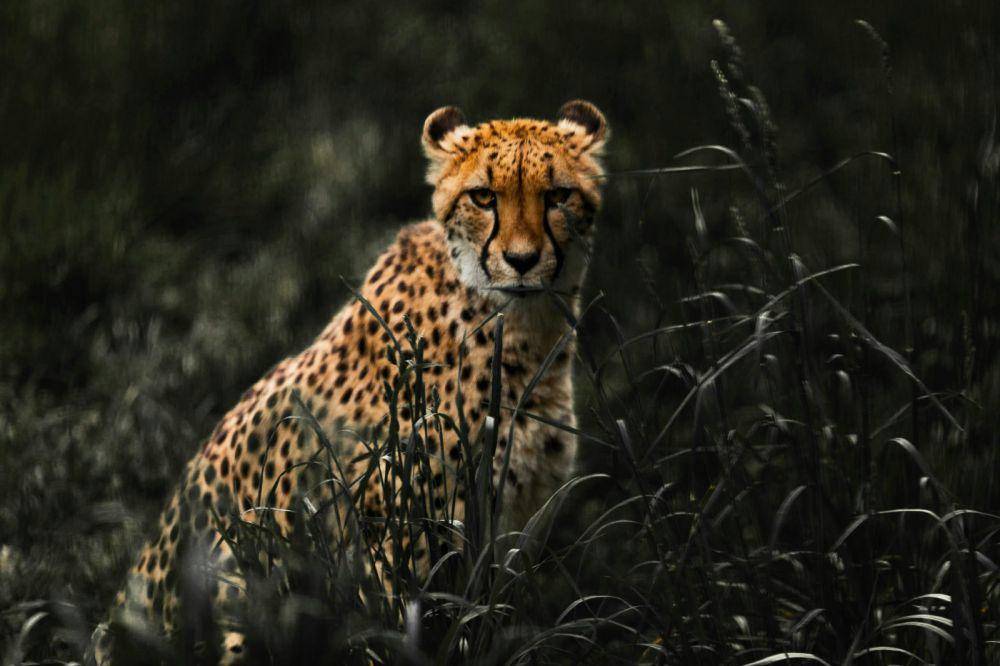 Ilustrasi cheetah (pexels.com/ Trace Hudson)