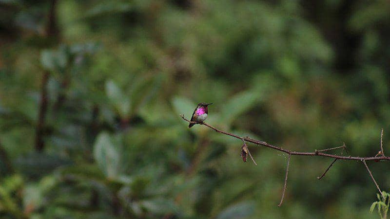 Meski sekarang masih stabil, populasi kolibri tenggorokan anggur dapat terdampak oleh aktivitas manusia di masa depan. (commons.wikimedia.org/Daniel Germer)