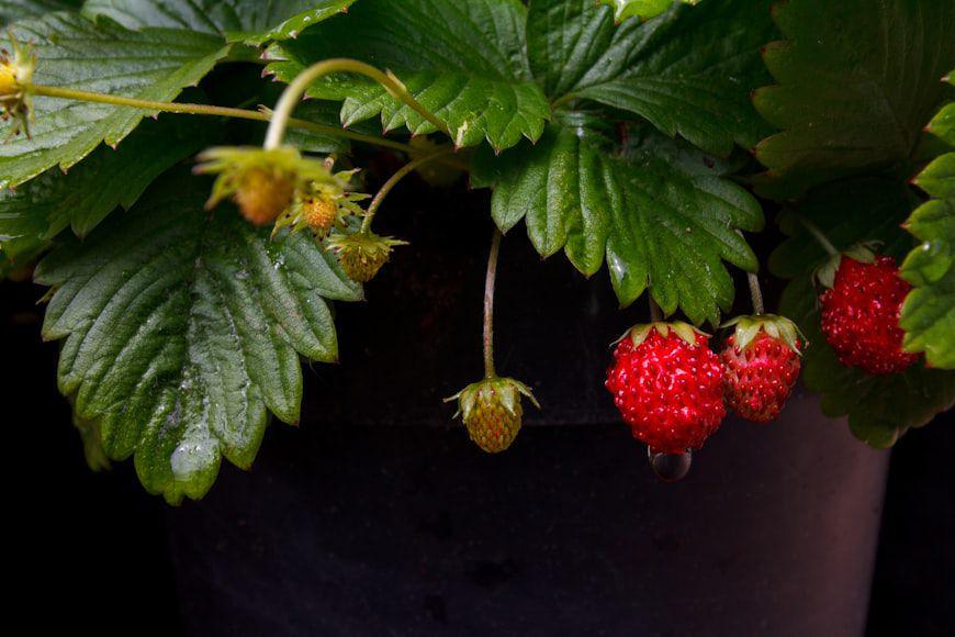 5 Pohon Buah yang Bisa Menjadi Dekorasi di dalam Ruangan