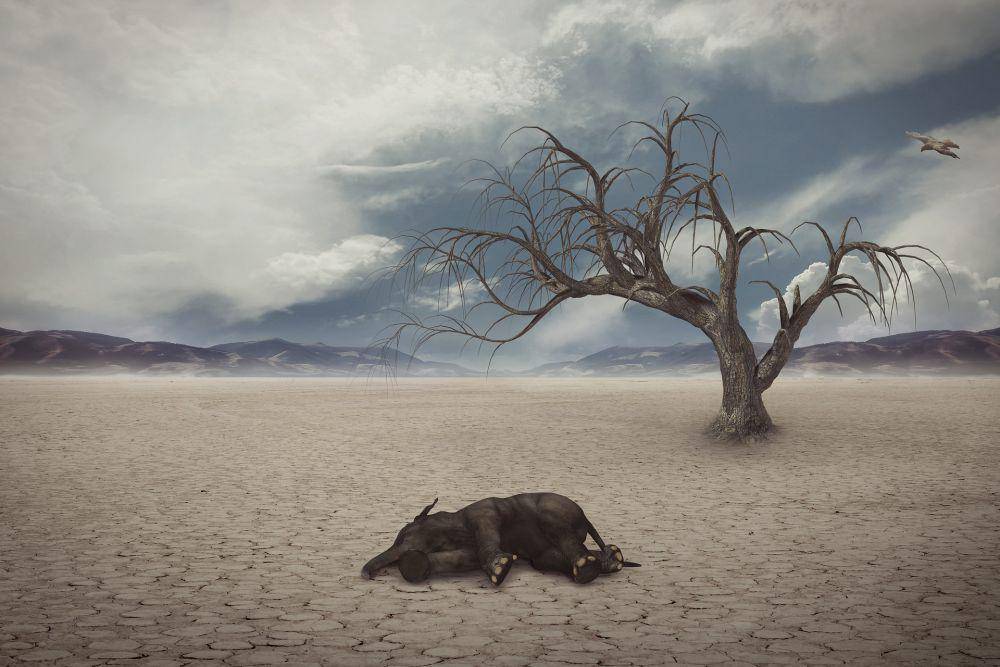 ilustrasi gajah mati karena kekeringan (pixabay.com/Yuri)