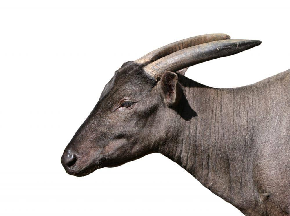 ilustrasi anoa (pixabay.com/No-longer-here)