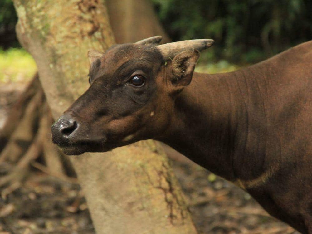 ilustrasi anoa (balisafarimarinepark.com)